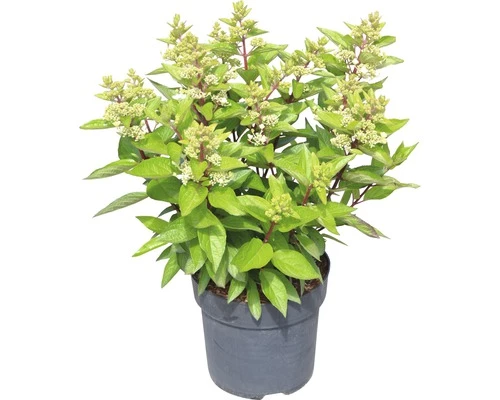 Rispenhortensie FloraSelf Hydrangea Paniculata 'Magical Vesuvio' H 50-60 Cm Co 6 L 4 Rispenhortensie FloraSelf Hydrangea Paniculata 'Magical Vesuvio' H 50-60 Cm Co 6 L – Bild 2