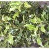 Stechpalme Kugel FloraSelf Ilex Meserveae 'Blue Holly' H 40-60 Cm Co 6 L 1 Stechpalme Kugel FloraSelf Ilex Meserveae 'Blue Holly' H 40-60 Cm Co 6 L -Florasellf Geschaft DV 8 10189399 01 4c DE 20191105114751