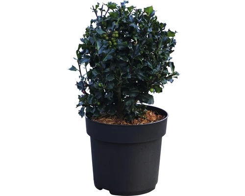 Stechpalme Kugel FloraSelf Ilex Meserveae 'Blue Holly' H 40-60 Cm Co 6 L 4 Stechpalme Kugel FloraSelf Ilex Meserveae 'Blue Holly' H 40-60 Cm Co 6 L – Bild 2
