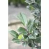 Stechpalme FloraSelf Ilex Meserveae 'Heckenstar' H 40-60 Cm Co 6 L