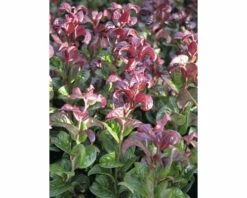 Traubenmyrthe Kugel FloraSelf Leucothoe Axillaris 'Curly Red' H 30-40 Cm Co 6 L