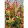 Traubenmyrthe Kugel FloraSelf Leucothoe Axillaris 'Red Lips' H 30-40 Cm Co 6 L