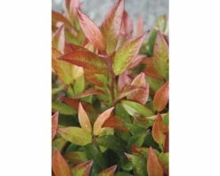 Traubenmyrthe Kugel FloraSelf Leucothoe Axillaris 'Red Lips' H 30-40 Cm Co 6 L