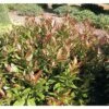 Traubenmyrthe Kugel FloraSelf Leucothoe Keiskei 'Royal Ruby' H 30-40 Cm Co 6 L -Florasellf Geschaft DV 8 10189412 01 4c DE 20191105131754