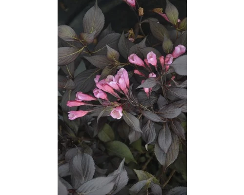 Weigelie FloraSelf Weigela Florida 'Coco Krunch' H 40-50 Cm Co 6 L 3 Weigelie FloraSelf Weigela Florida 'Coco Krunch' H 40-50 Cm Co 6 L