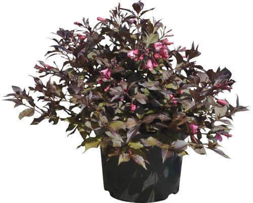 Weigelie FloraSelf Weigela Florida 'Coco Krunch' H 40-50 Cm Co 6 L 4 Weigelie FloraSelf Weigela Florida 'Coco Krunch' H 40-50 Cm Co 6 L – Bild 2