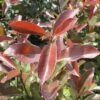 Glanzmispel FloraSelf Photinia Fraseri 'Camilvy' H 50-60 Cm Co 6 L -Florasellf Geschaft DV 8 10189428 01 4c DE 20191105141652