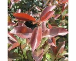 Glanzmispel FloraSelf Photinia Fraseri 'Camilvy' H 50-60 Cm Co 6 L