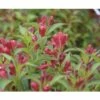 Weigelie FloraSelf Weigela Florida 'All Summer Red' H 50-60 Cm Co 6 L -Florasellf Geschaft DV 8 10189429 02 4c DE 20191105171653