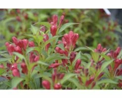 Weigelie FloraSelf Weigela Florida 'All Summer Red' H 50-60 Cm Co 6 L