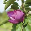 Magnolie FloraSelf Magnolia 'Cleopatra' H 100-125 Cm Co 10 L -Florasellf Geschaft DV 8 10189433 01 4c DE 20191105141652