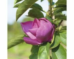 Magnolie FloraSelf Magnolia 'Cleopatra' H 100-125 Cm Co 10 L