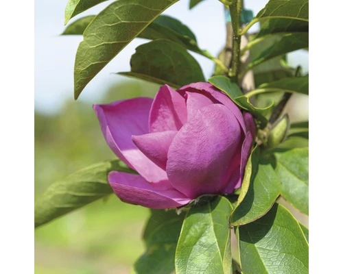 Magnolie FloraSelf Magnolia 'Cleopatra' H 100-125 Cm Co 10 L 3 Magnolie FloraSelf Magnolia 'Cleopatra' H 100-125 Cm Co 10 L