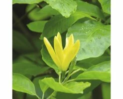 Magnolie FloraSelf Magnolia 'Daphne' H 100-125 Cm Co 10 L