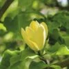 Magnolie FloraSelf Magnolia 'Yellow Bird' H 100-125 Cm Co 10 L 2 Magnolie FloraSelf Magnolia 'Yellow Bird' H 100-125 Cm Co 10 L -Florasellf Geschaft DV 8 10189439 01 4c DE 20191105141752