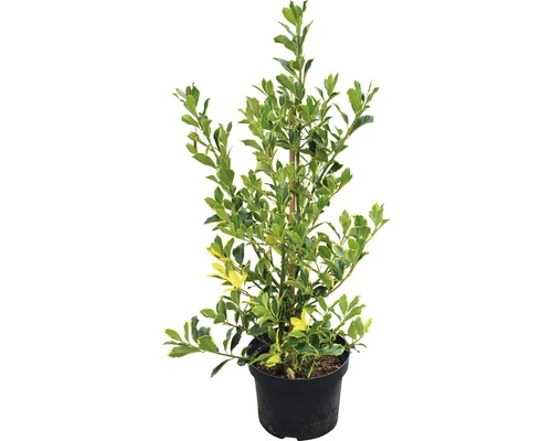 Stechpalme FloraSelf Ilex Aquifolium 'J.C. Van Tol' H 40-60 Cm Co 6 L 4 Stechpalme FloraSelf Ilex Aquifolium 'J.C. Van Tol' H 40-60 Cm Co 6 L – Bild 2