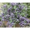 Sommerflieder FloraSelf Buddleja Alternifolia 'Unique' H 60-80 Cm Co 4,5 L -Florasellf Geschaft DV 8 10189449 01 4c DE 20191020211659