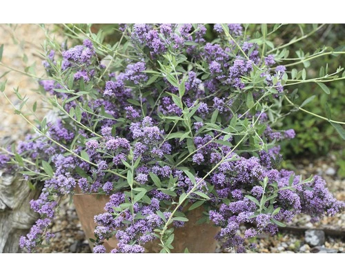 Sommerflieder FloraSelf Buddleja Alternifolia 'Unique' H 60-80 Cm Co 4,5 L 3 Sommerflieder FloraSelf Buddleja Alternifolia 'Unique' H 60-80 Cm Co 4,5 L