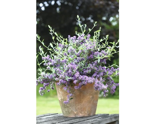 Sommerflieder FloraSelf Buddleja Alternifolia 'Unique' H 60-80 Cm Co 4,5 L 4 Sommerflieder FloraSelf Buddleja Alternifolia 'Unique' H 60-80 Cm Co 4,5 L – Bild 2