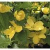 Ranunkelstrauch FloraSelf Kerria Japonica 'Golden Guinea' H 80-100 Cm Co 10 L -Florasellf Geschaft DV 8 10189451 01 4c DE 20191020211659