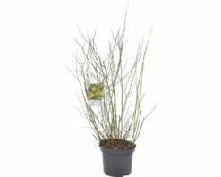 Ranunkelstrauch FloraSelf Kerria Japonica 'Golden Guinea' H 80-100 Cm Co 10 L -Florasellf Geschaft DV 8 10189451 02 4c DE 20191022121918