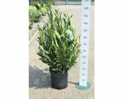 Kirschlorbeer FloraSelf Prunus Laurocerasus 'Renault Ace' H 80-100 Cm Co 18 L -Florasellf Geschaft DV 8 10189463 02 4c DE 20201209111800