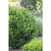 Kirschlorbeer FloraSelf Prunus Laurocerasus 'Renault Ace' H 80-100 Cm Co 18 L 2 Kirschlorbeer FloraSelf Prunus Laurocerasus 'Renault Ace' H 80-100 Cm Co 18 L -Florasellf Geschaft DV 8 10189463 03 4c DE 20201209201654