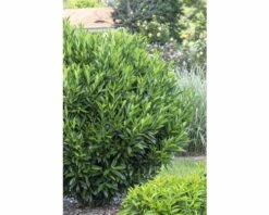Kirschlorbeer FloraSelf Prunus Laurocerasus 'Renault Ace' H 80-100 Cm Co 18 L