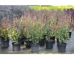 Eisenholzbaum FloraSelf Parrotia Persica 'Persian Spire' H 60-80 Cm Co 6 L 5 Eisenholzbaum FloraSelf Parrotia Persica 'Persian Spire' H 60-80 Cm Co 6 L -Florasellf Geschaft DV 8 10189464 01 4c DE 20191022124652