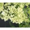 Rispenhortensie FloraSelf Hydrangea Paniculata 'Magical Matterhorn' H 50-60 Cm Co 6 L 2 Rispenhortensie FloraSelf Hydrangea Paniculata 'Magical Matterhorn' H 50-60 Cm Co 6 L -Florasellf Geschaft DV 8 10189470 01 4c DE 20191020211659