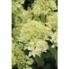 Rispenhortensie FloraSelf Hydrangea Paniculata 'Magical Andes' H 50-60 Cm Co 6 L