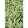 Kirschlorbeer FloraSelf Prunus Laurocerasus 'Elly' H 80-100 Cm Co 18 L 2 Kirschlorbeer FloraSelf Prunus Laurocerasus 'Elly' H 80-100 Cm Co 18 L -Florasellf Geschaft DV 8 10189472 01 4c DE 20191020211659