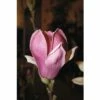 Magnolie FloraSelf Magnolia 'Satisfaction' H 100-125 Cm Co 10 L 2 Magnolie FloraSelf Magnolia 'Satisfaction' H 100-125 Cm Co 10 L -Florasellf Geschaft DV 8 10189474 01 4c DE 20191020211659