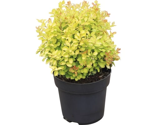 Berberitze FloraSelf Berberis Thunbergii 'Limoncello' H 30-40 Cm Co 4,5 L 4 Berberitze FloraSelf Berberis Thunbergii 'Limoncello' H 30-40 Cm Co 4,5 L – Bild 2