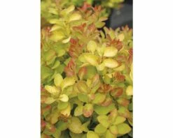 Berberitze FloraSelf Berberis Thunbergii 'Limoncello' H 30-40 Cm Co 4,5 L