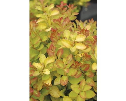 Berberitze FloraSelf Berberis Thunbergii 'Limoncello' H 30-40 Cm Co 4,5 L 3 Berberitze FloraSelf Berberis Thunbergii 'Limoncello' H 30-40 Cm Co 4,5 L