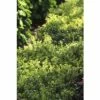 Bergilex Kugel FloraSelf Ilex Crenata 'Glorie Dwarf' H 25-30 Cm Co 4,5 L -Florasellf Geschaft DV 8 10189480 01 4c DE 20191020211659