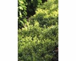 Bergilex Kugel FloraSelf Ilex Crenata 'Glorie Dwarf' H 25-30 Cm Co 4,5 L