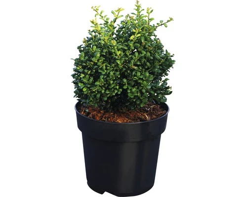 Bergilex Kugel FloraSelf Ilex Crenata 'Convexa' H 25-30 Cm Co 4,5 L 4 Bergilex Kugel FloraSelf Ilex Crenata 'Convexa' H 25-30 Cm Co 4,5 L – Bild 2