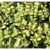 Bergilex Kugel FloraSelf Ilex Crenata 'Convexa' H 25-30 Cm Co 4,5 L -Florasellf Geschaft DV 8 10189481 02 4c DE 20191020211659