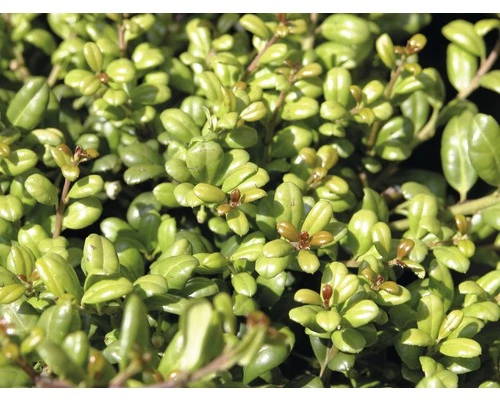 Bergilex Kugel FloraSelf Ilex Crenata 'Convexa' H 25-30 Cm Co 4,5 L 3 Bergilex Kugel FloraSelf Ilex Crenata 'Convexa' H 25-30 Cm Co 4,5 L