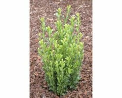 Bergilex FloraSelf Ilex Crenata 'Fastigiata' H 25-30 Cm Co 4,5 L