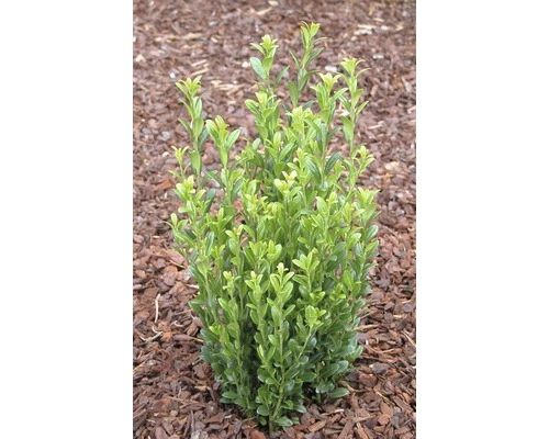 Bergilex FloraSelf Ilex Crenata 'Fastigiata' H 25-30 Cm Co 4,5 L 3 Bergilex FloraSelf Ilex Crenata 'Fastigiata' H 25-30 Cm Co 4,5 L