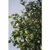 Bergilex FloraSelf Ilex Crenata 'Rotundifolia' H 25-30 Cm Co 4,5 L