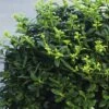 Bergilex Kugel FloraSelf Ilex Crenata 'Soft Touch' H 25-30 Cm Co 4,5 L