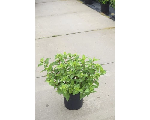 Rispenhortensie FloraSelf Hydrangea Paniculata 'Mojito' H 50-60 Cm Co 6 L 3 Rispenhortensie FloraSelf Hydrangea Paniculata 'Mojito' H 50-60 Cm Co 6 L