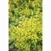 Buntlaubiger Liguster FloraSelf Ligustrum Ovalifolium 'Lemon And Lime' H 50-60 Cm Co 4,5 L -Florasellf Geschaft DV 8 10189507 01 4c DE 20191020211659
