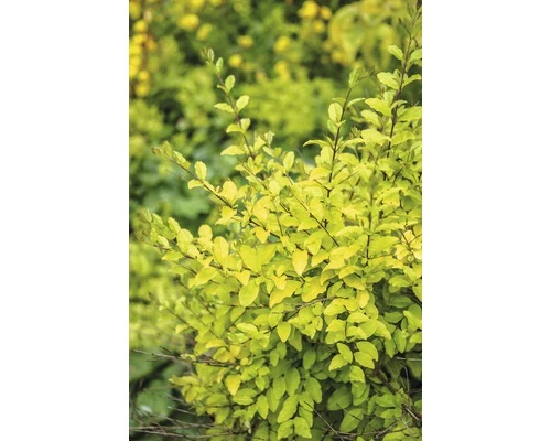 Buntlaubiger Liguster FloraSelf Ligustrum Ovalifolium 'Lemon And Lime' H 50-60 Cm Co 4,5 L 3 Buntlaubiger Liguster FloraSelf Ligustrum Ovalifolium 'Lemon And Lime' H 50-60 Cm Co 4,5 L