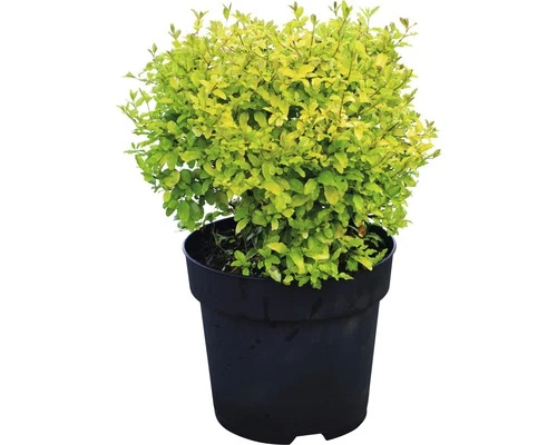 Buntlaubiger Liguster FloraSelf Ligustrum Ovalifolium 'Lemon And Lime' H 50-60 Cm Co 4,5 L 4 Buntlaubiger Liguster FloraSelf Ligustrum Ovalifolium 'Lemon And Lime' H 50-60 Cm Co 4,5 L – Bild 2