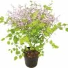 Zwergflieder FloraSelf Syringa-Cultivars 'Bloomerang Dark Purple' H 40-50 Cm Co 3 L -Florasellf Geschaft DV 8 10193884 01 4c DE 20191022051658